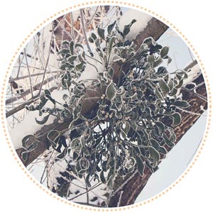 mistletoe